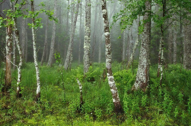 Туман в лесу фото превью