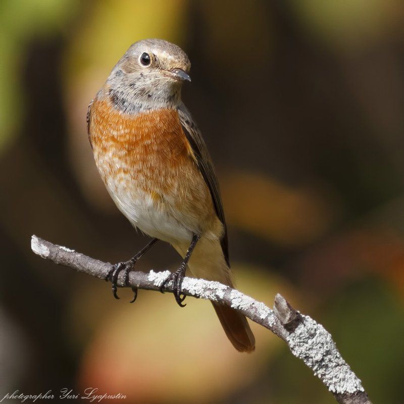 Горихвостка *** фото превью