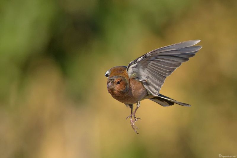 Chaffinch фото превью