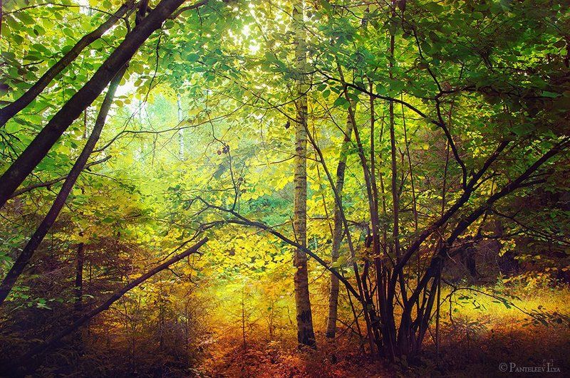 *** фото превью