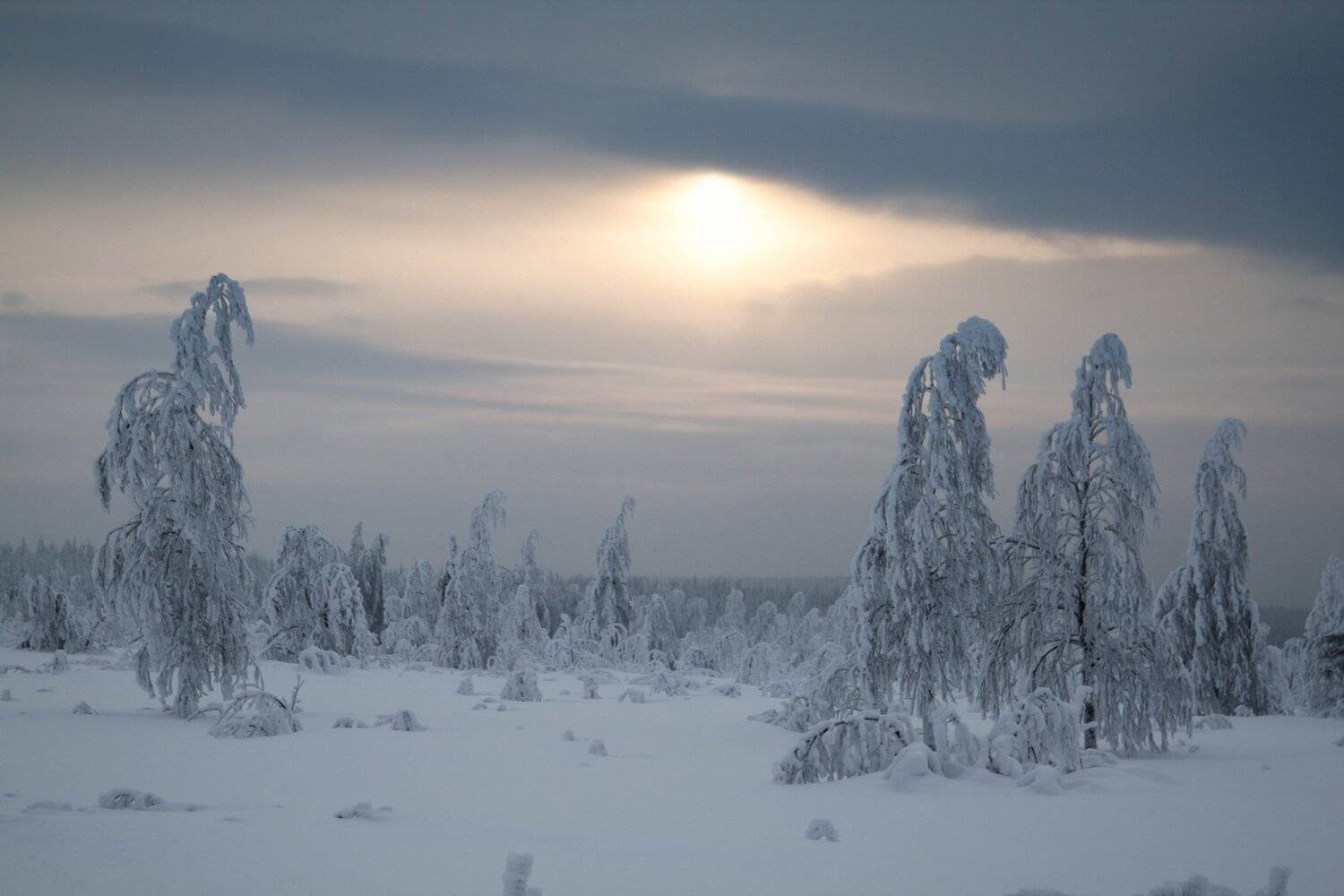 зима, лес, ели, снег, Савицкий Ян