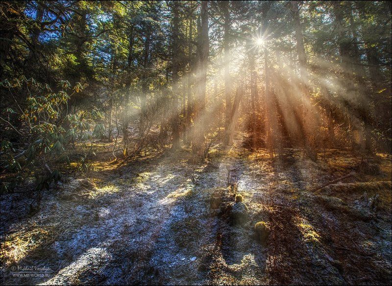 Киитай, утро, лес, свет, пейзаж В сказочном лесу... фото превью