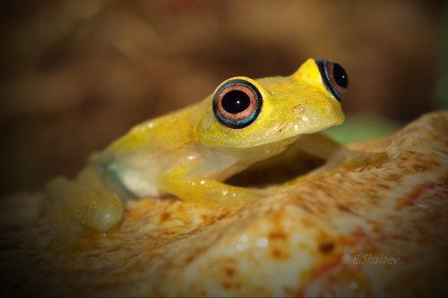 Зелёный веслоног - Boophis viridis