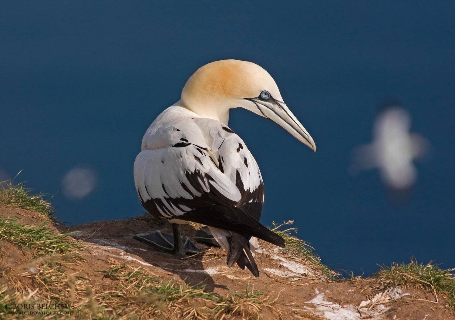 , Борис Белчев