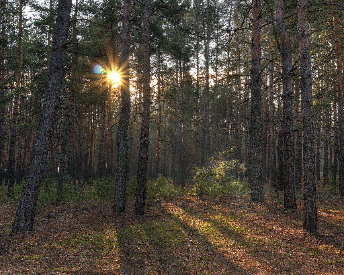 деревья, лес, лучи, солнце, сосны, Роман Рысь