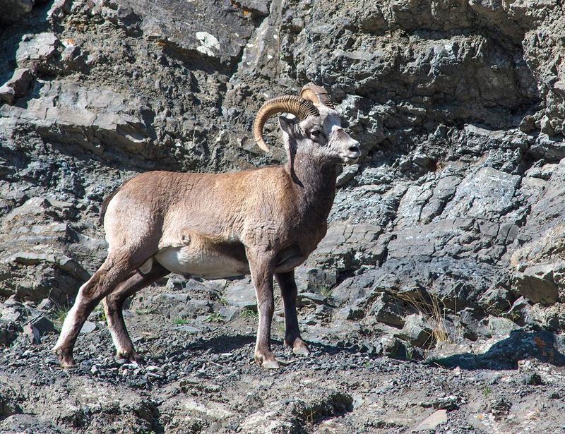 Снежные бараны Оймякона фото превью
