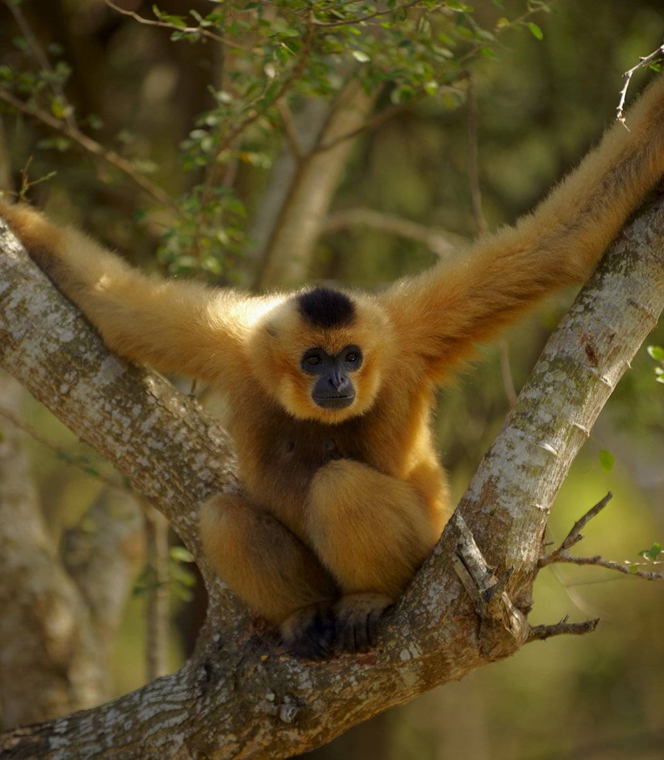 гиббон, Alexey Gnilenkov