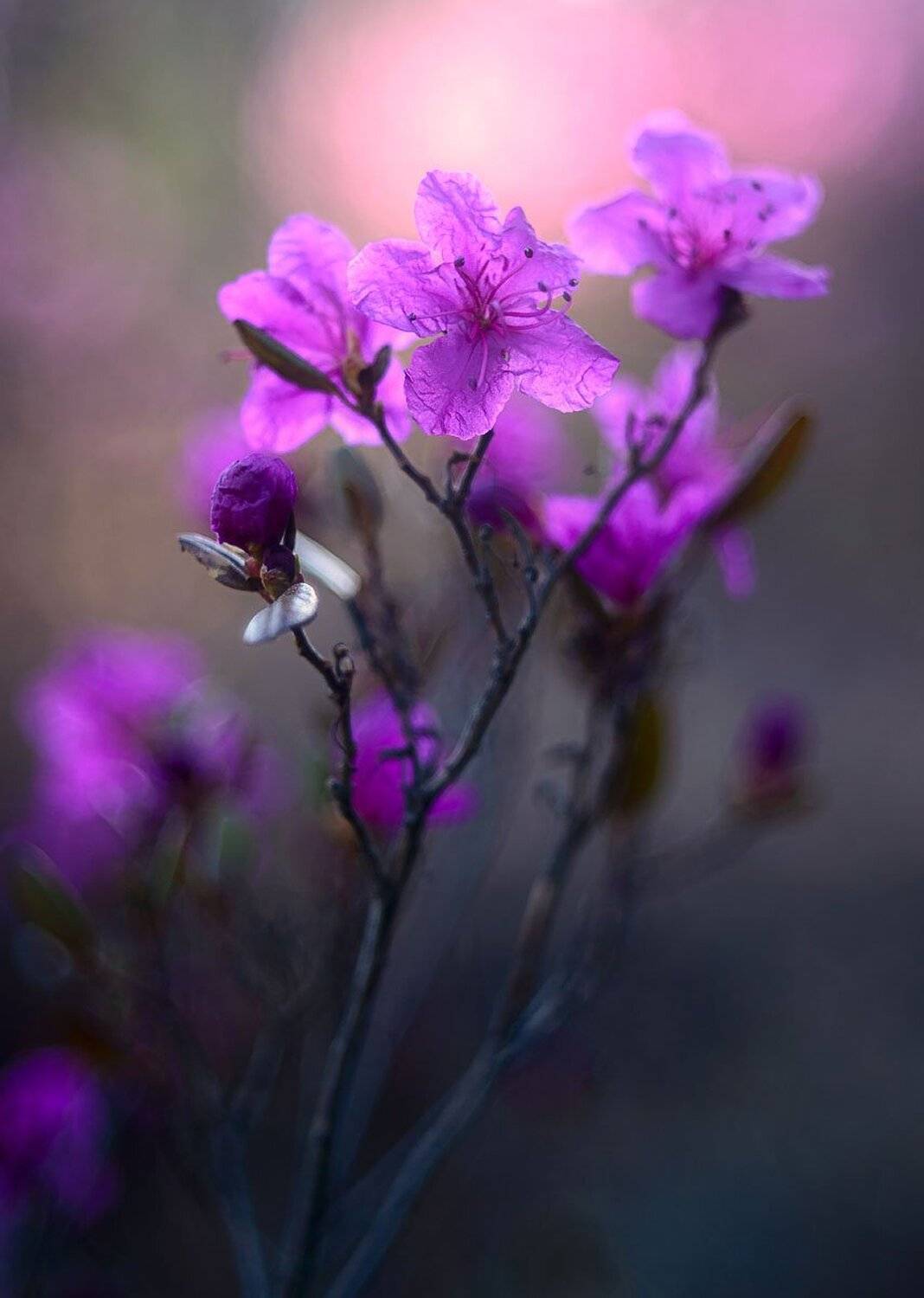 забайкалье, багульник, рододендрон, Сергей Брагин