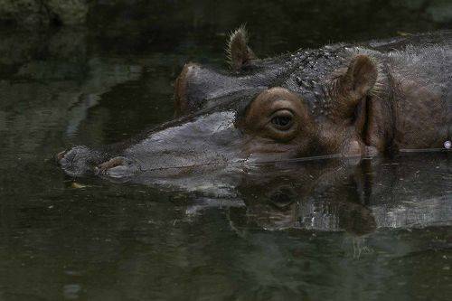 River hippopotamus