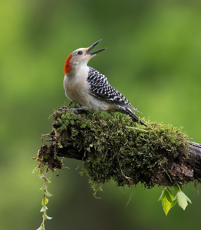 дятел, каролинский меланерпес, red-bellied woodpecker, woodpecker Red-bellied Woodpecker, female -Каролинский меланерпес фото превью