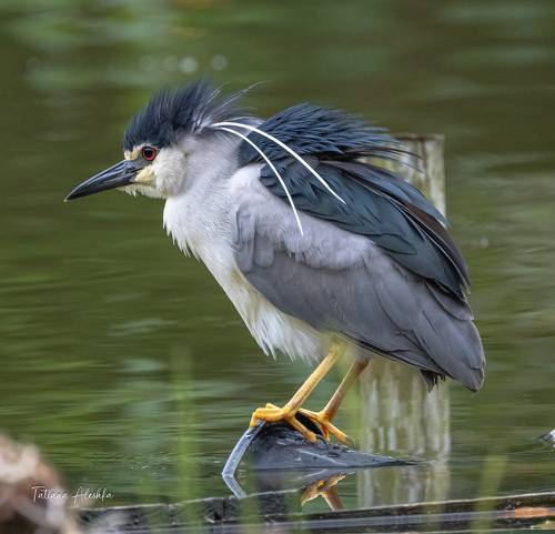 Кваква (Nycticorax nycticorax)