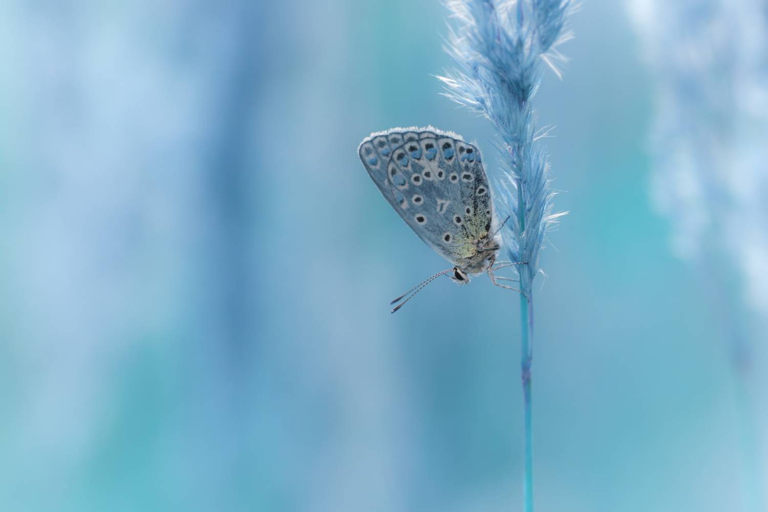 Insect, Nature, Close-up, Wildlife, Animal, Summer, Blue, Meadow, Butterfly, Macro, Eteric, Bokeh, Damian Cyfka