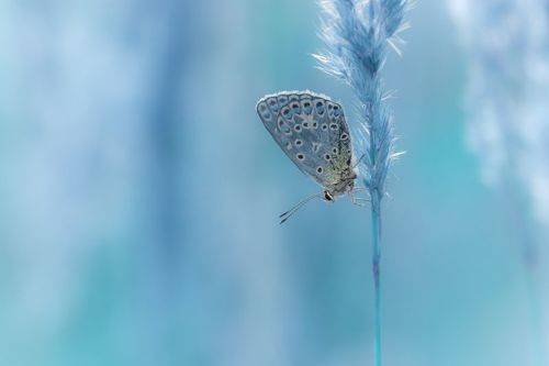 Common blue butterfly