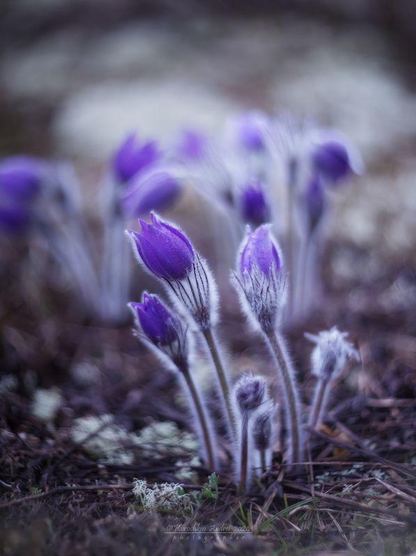 *** фото превью