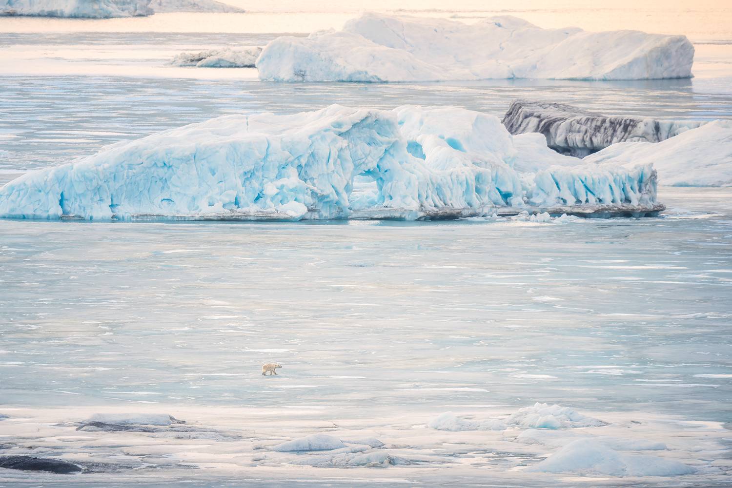 арктика, новая земля, белый медведь, айсберг, Ермолин Александр