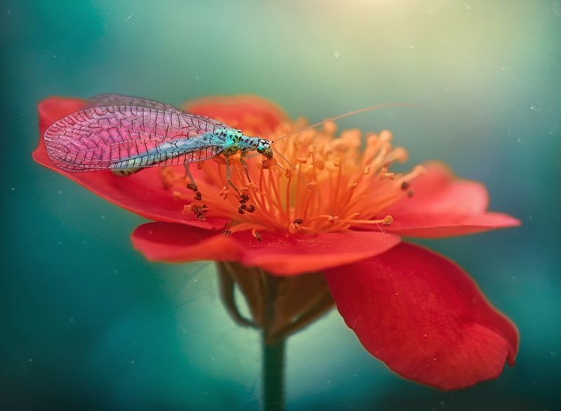 * фото превью