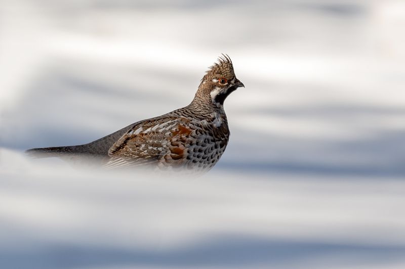 Рябчик. фото превью