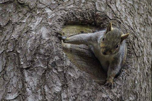 Squirrel