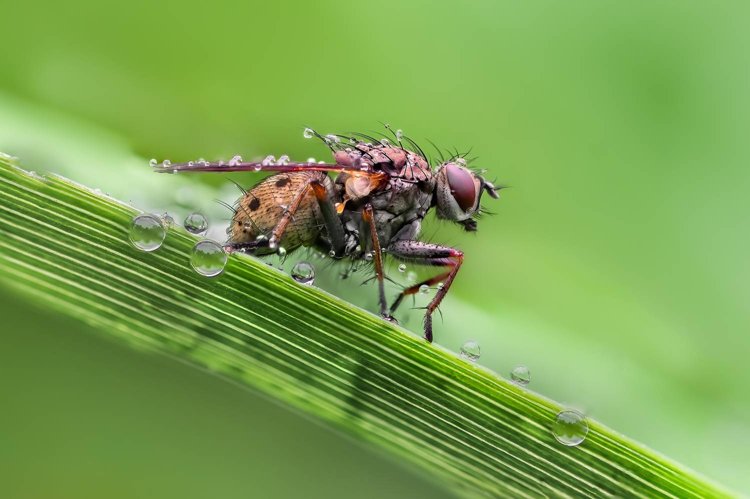 fly, insect, leaf, tiger fly, macro, bug, nature wild, robber fly, robber,, Atul Saluja