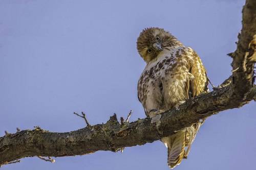 Red-tailed Hawk