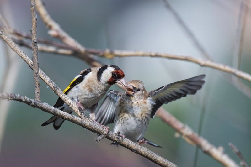Такая забота-выкормить обормота! фото превью