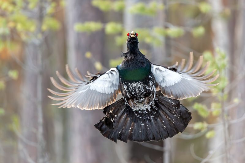 Подскоки глухарей. фото превью