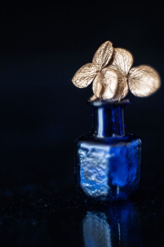 синий, натюрморт, гортензия, минимализм *** фото превью