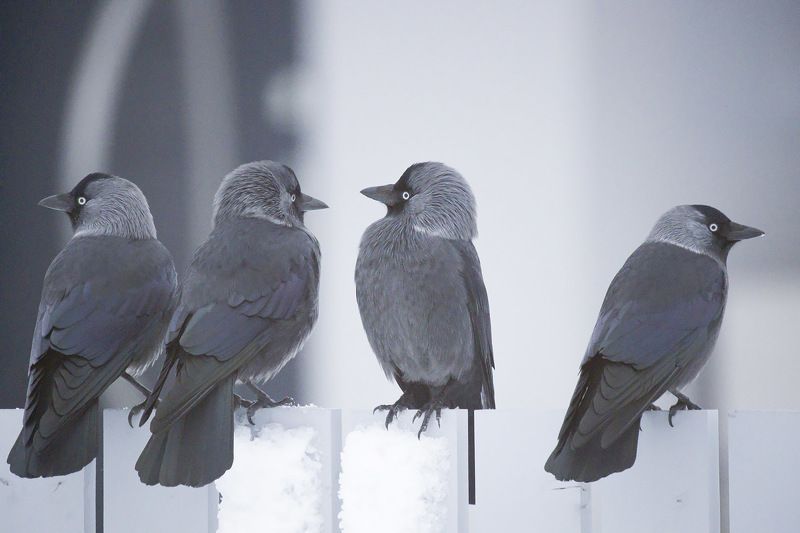 Аритмия фото превью