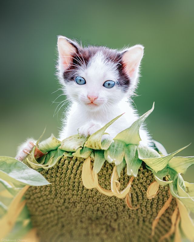 котенок, милый, голубые глаза, подсолнух, солнышко, лето, тепло, любовь, фотограф чорный, саша чорный, коростышев, украина, *** фото превью