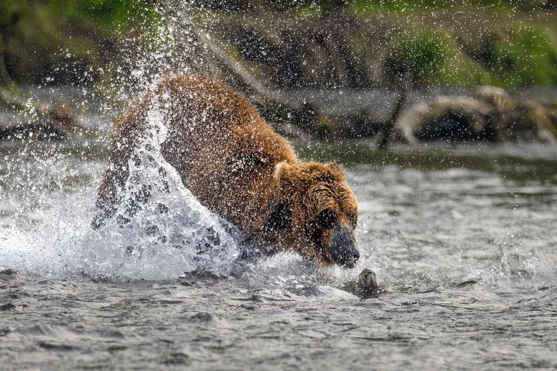 медведь, рыба, камчатка, озеро, рыбалка, хищник Поцелуй фото превью