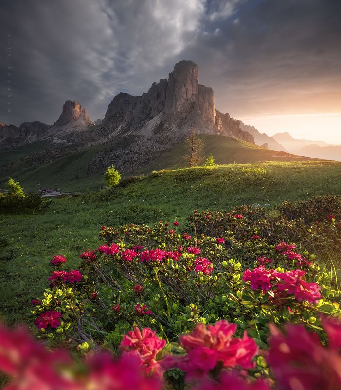 dolomiti, dolomites, sunrise, landscape, sky, sun, mountains, clouds, mountains, italy, flowers, lights first Lights to Flowers фото превью