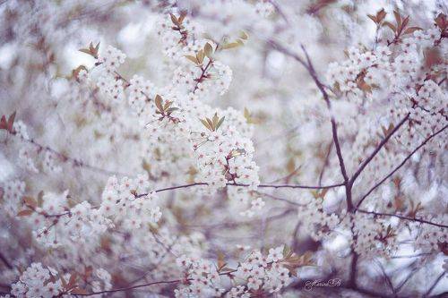 Цветущей вишни запах нежный