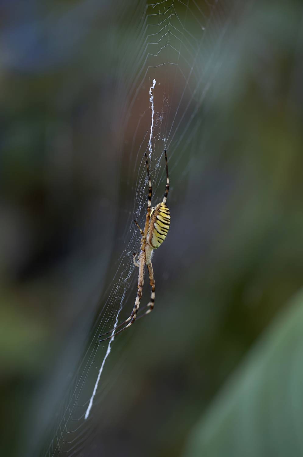 , Александр Земляной