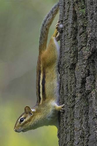 Chipmunk 