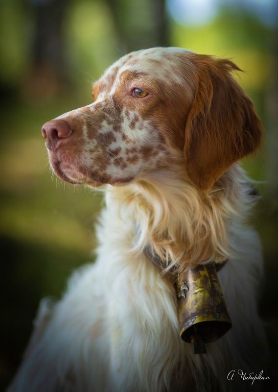 английский, сеттер, портрет, охота Английский сеттер. Портрет на охоте. фото превью