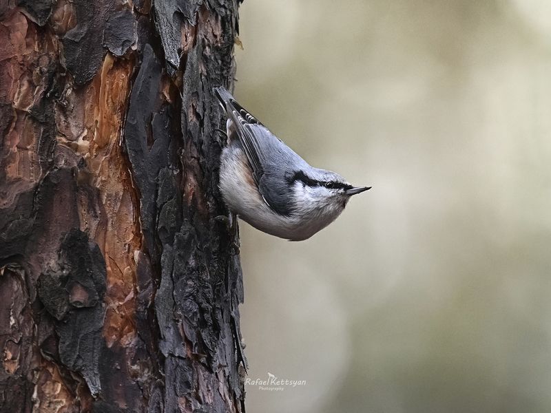 Eurasian nuthatch  фото превью