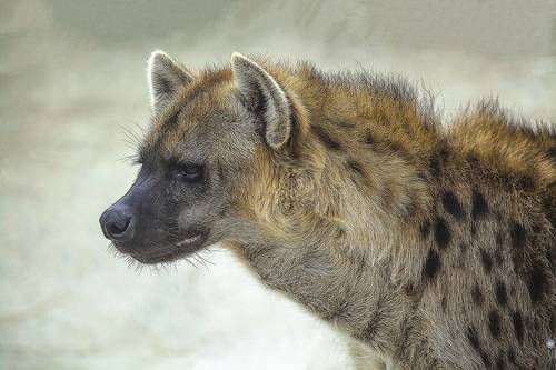 Spotted hyena