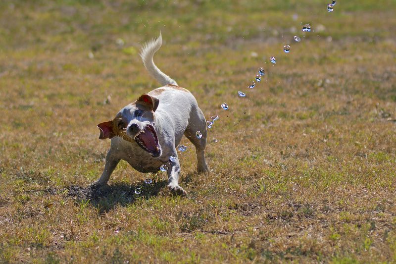 Джесика фото превью