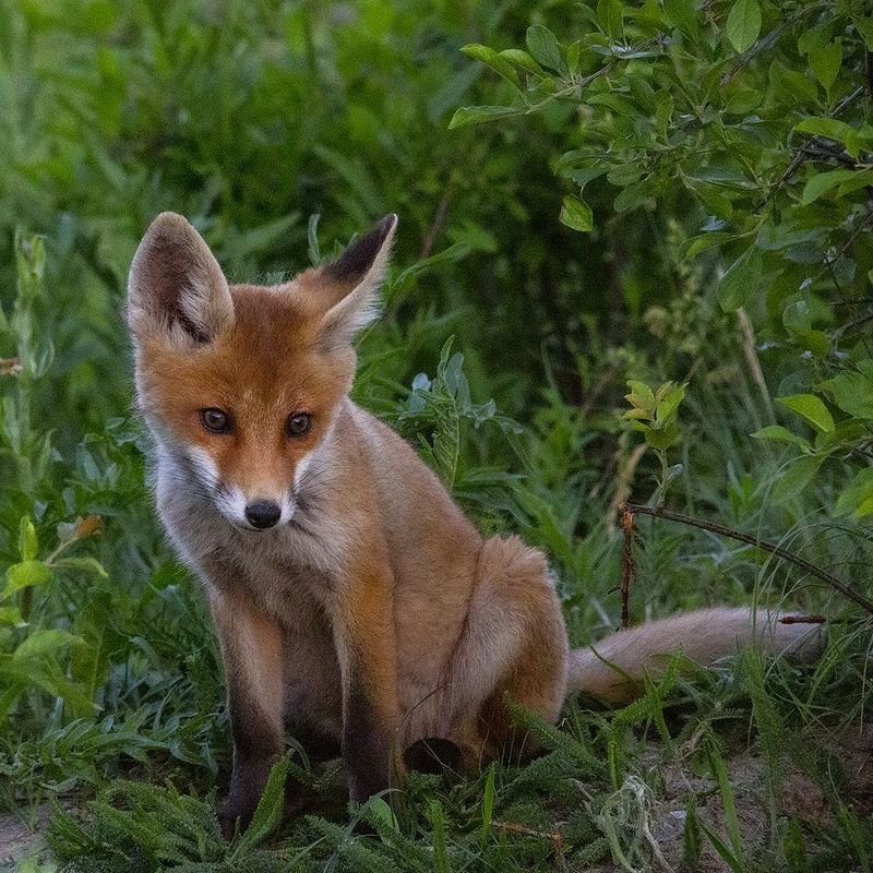 природа Из прошлого фото превью
