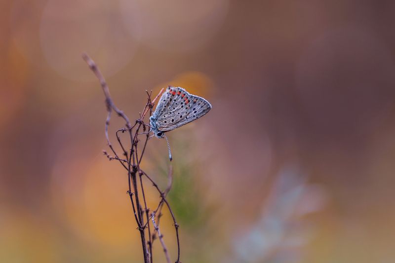 Без названия фото превью