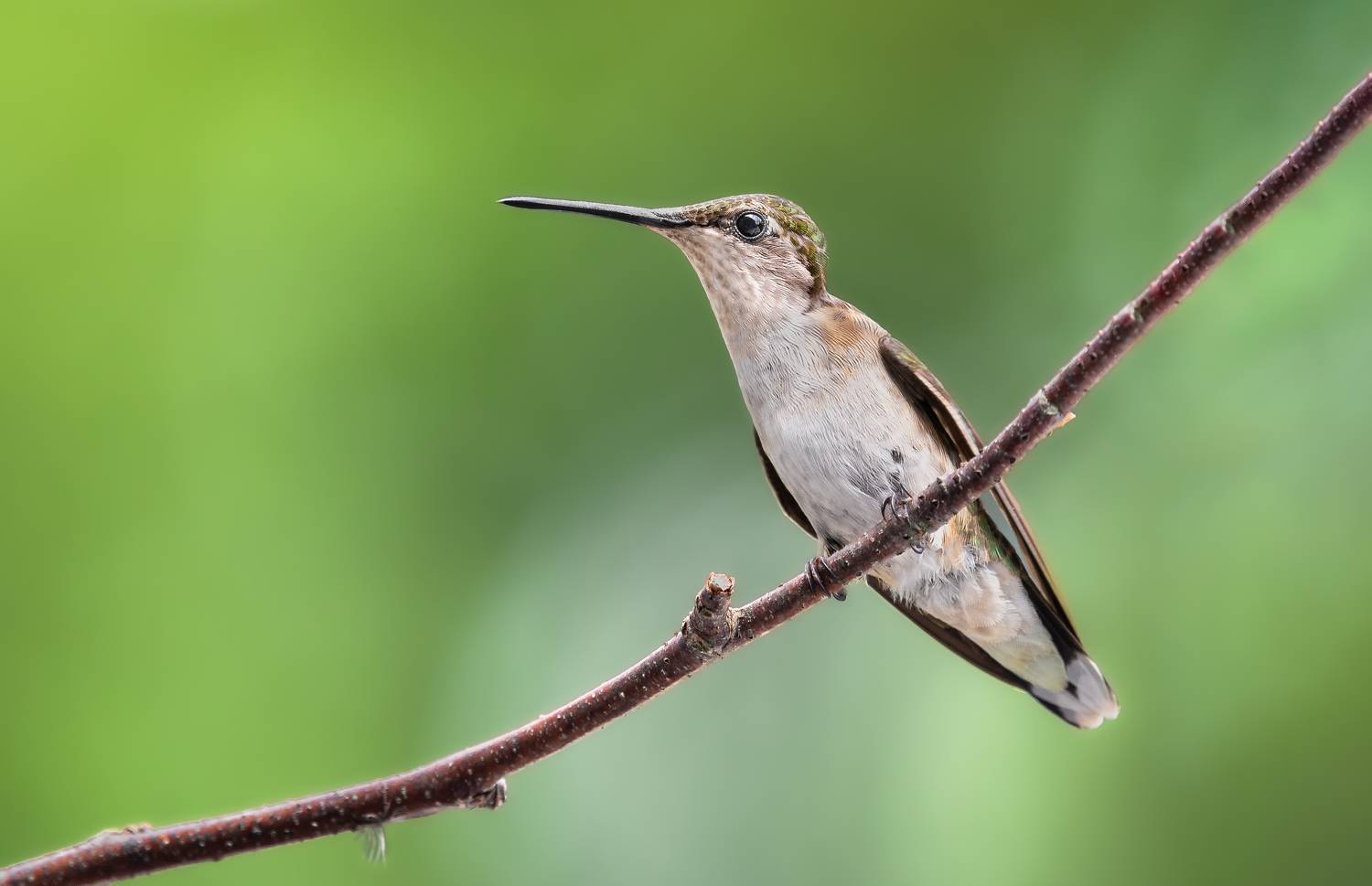 bird, humming, hummingbird, hummingbirds, hummer, rufous, nature, animals, wild, action, dynamic, Atul Saluja