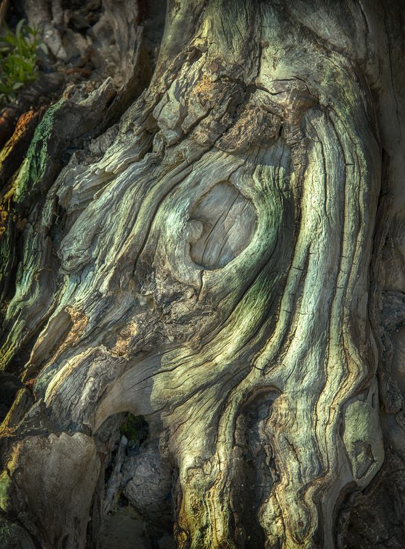 Метаморфоза дерева фото превью