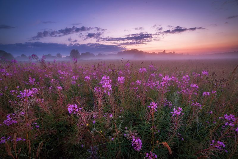 про туман, рожь, лето и иван-чай фото превью