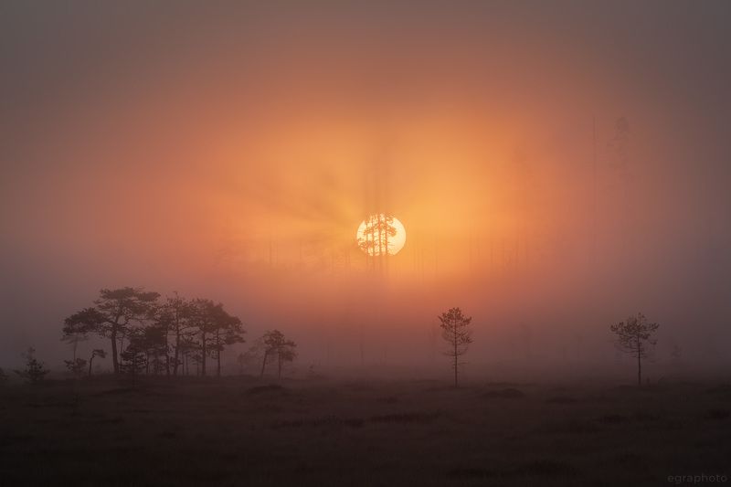 ленинградская область, болото, россия, туман Мечта фото превью