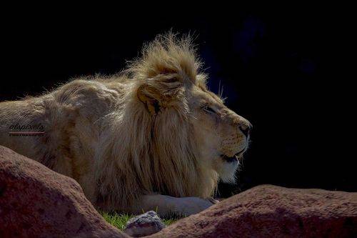 White lion