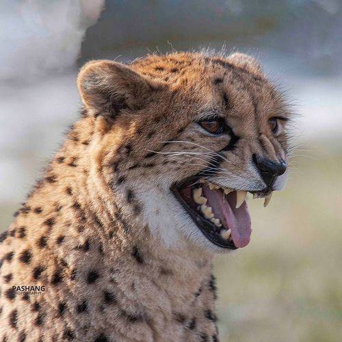Cheetah