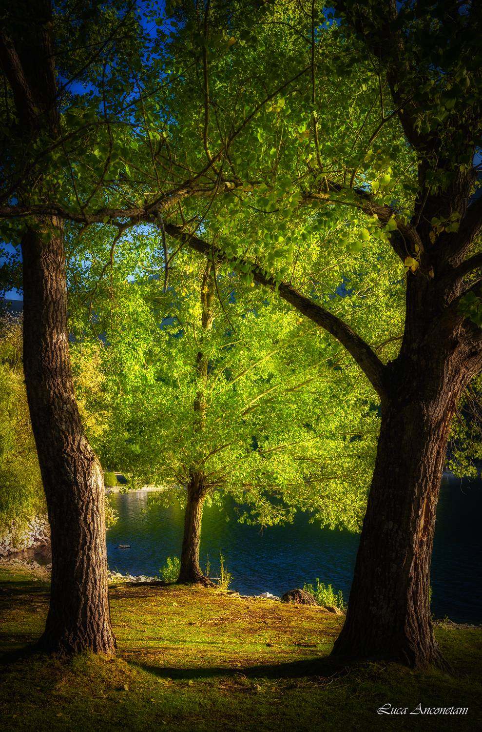 trees, Anconetani Luca