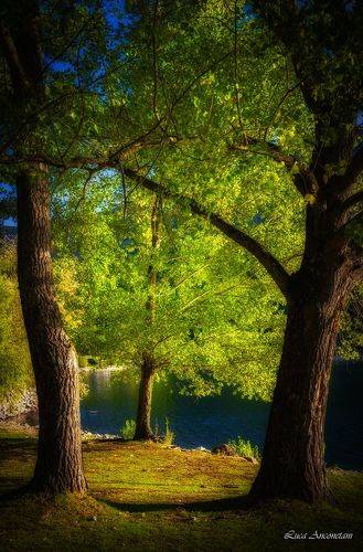Into the forest