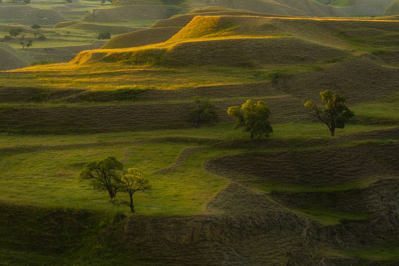 дагестан, салта, деревья, рассвет, терассы, пейзаж Дагестанские терассы фото превью