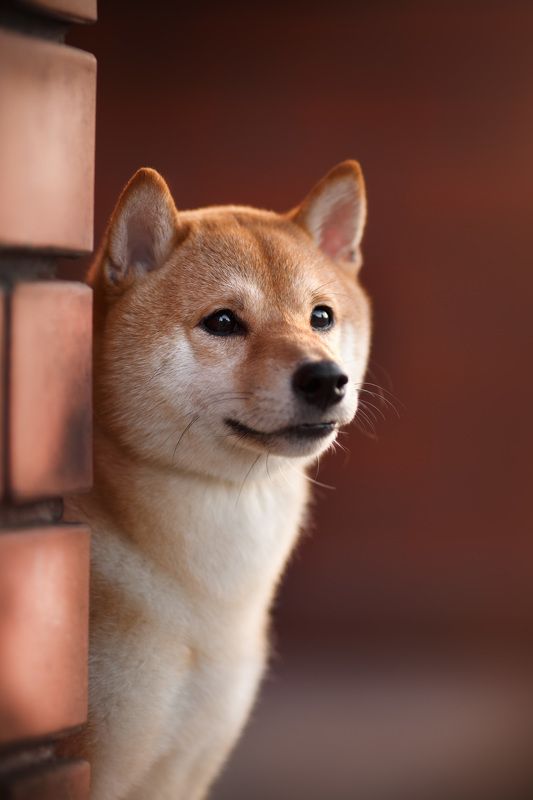 сиба мамесиба японская собака анималистика Мамесиба в старом Минске фото превью
